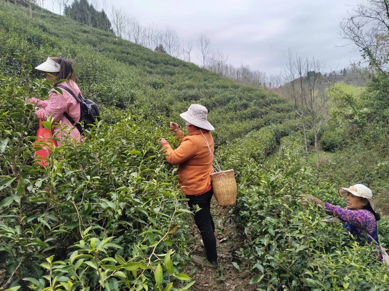 陜煤建設(shè)定點(diǎn)幫扶村：春茶采摘忙，茶香促振興